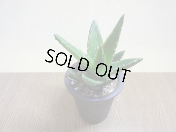 画像2: アロエ ノビリス不夜城錦(3) (2)