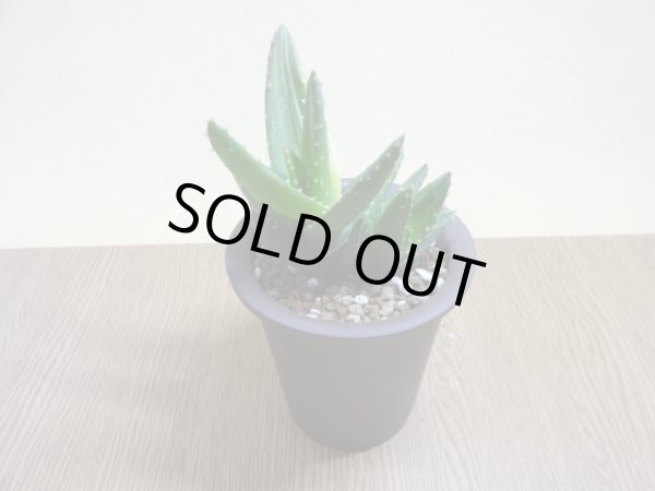 画像2: アロエ ノビリス不夜城錦(2) (2)