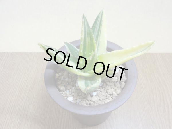 画像3: アロエ ノビリス不夜城錦(1) (3)