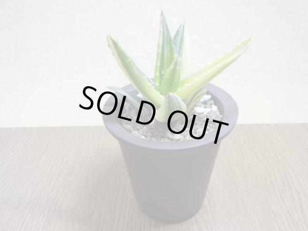 画像2: アロエ ノビリス不夜城錦(1) (2)