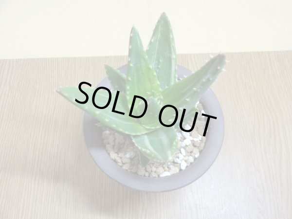 画像3: アロエ ノビリス不夜城錦(4) (3)