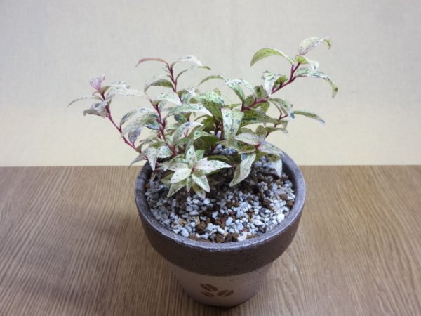 画像2: セイヨウイワナンテン フロマージュ (2)