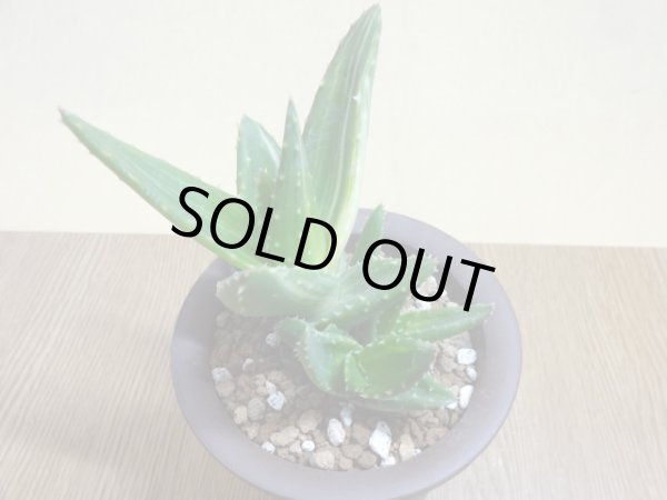 画像3: アロエ ノビリス不夜城錦(2) (3)