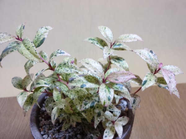 画像4: セイヨウイワナンテン フロマージュ (4)