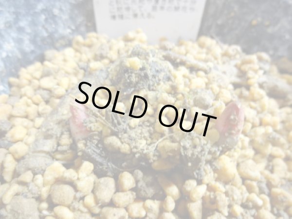 画像4: 赤花山シャクヤク 2芽(1) (4)