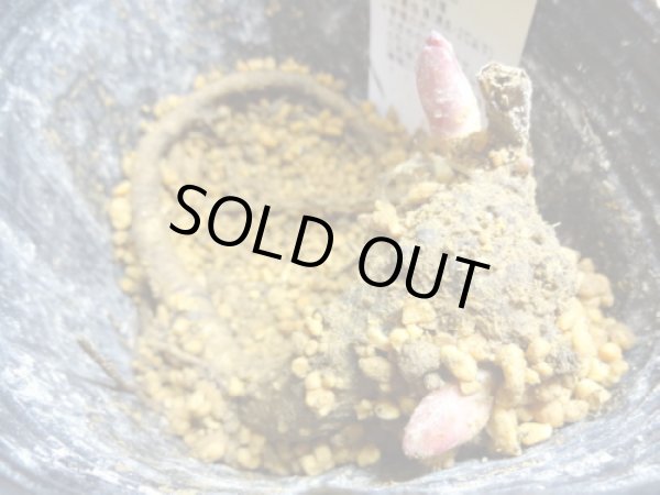 画像4: 赤花山シャクヤク 2芽(5) (4)