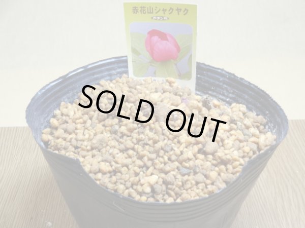 画像3: 赤花山シャクヤク 2芽(5) (3)