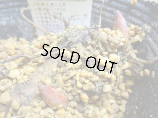 画像4: 赤花山シャクヤク 2芽(4) (4)