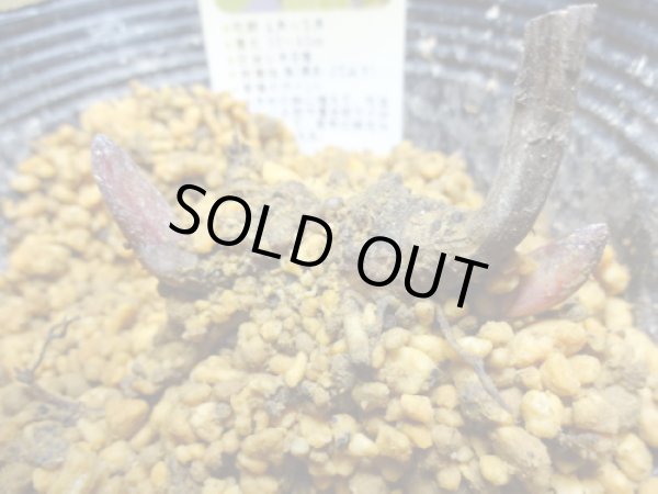 画像4: 赤花山シャクヤク 2芽(3) (4)