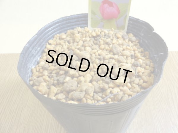 画像3: 赤花山シャクヤク 2芽(2) (3)