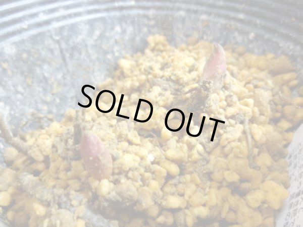 画像4: 赤花山シャクヤク 2芽(2) (4)