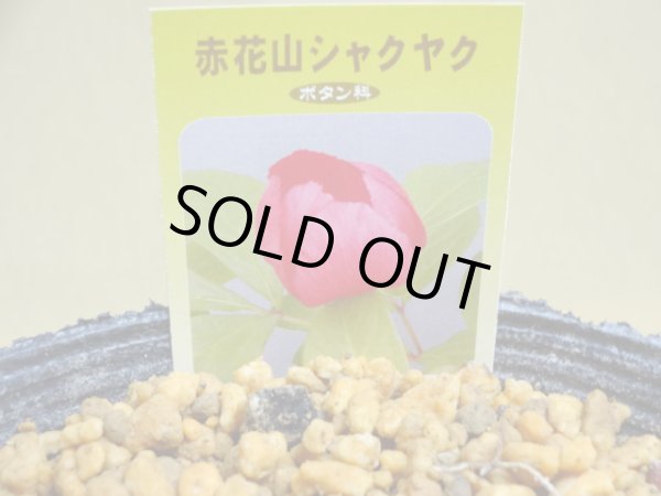 画像2: 赤花山シャクヤク 2芽(4) (2)