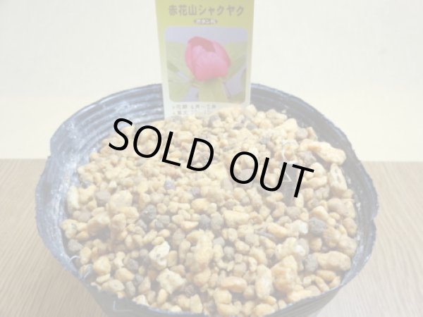 画像3: 赤花山シャクヤク 2芽(3) (3)