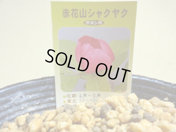 画像2: 赤花山シャクヤク 2芽(3) (2)