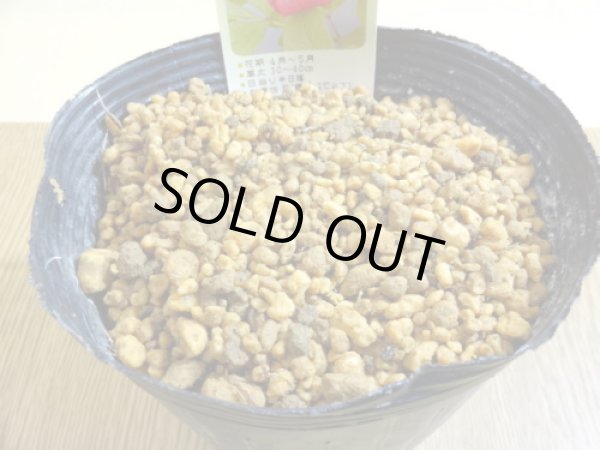 画像3: 赤花山シャクヤク 2芽(1) (3)