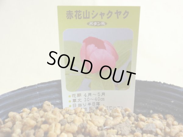 画像2: 赤花山シャクヤク 2芽(1) (2)