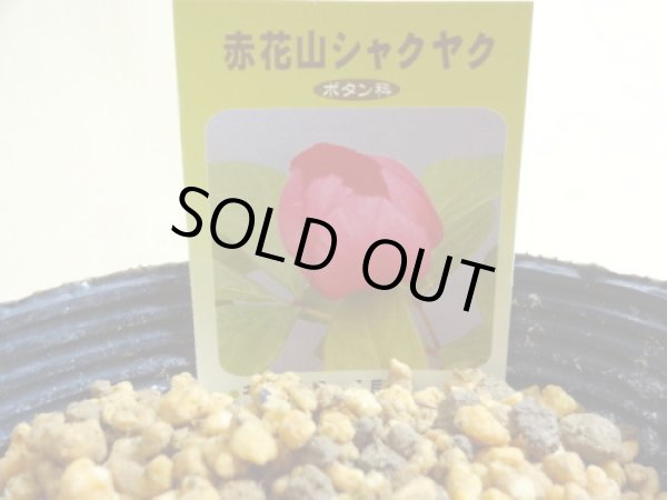 画像2: 赤花山シャクヤク 2芽(2) (2)