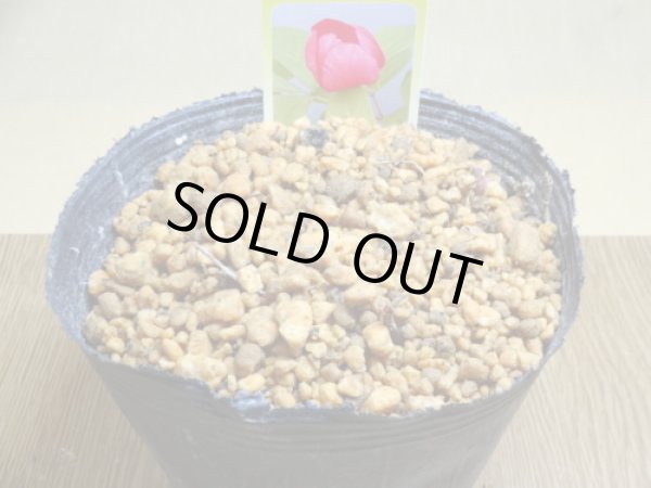 画像3: 赤花山シャクヤク 2芽(4) (3)