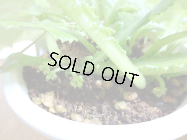 画像3: 絞り咲イワタバコ 紫の上(6) (3)