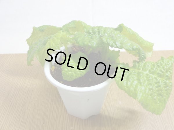 画像2: 絞り咲イワタバコ 紫の上(4) (2)