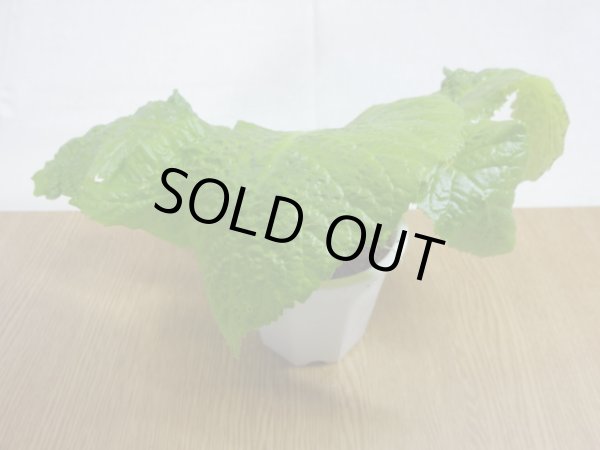 画像2: 絞り咲イワタバコ 紫の上(2) (2)