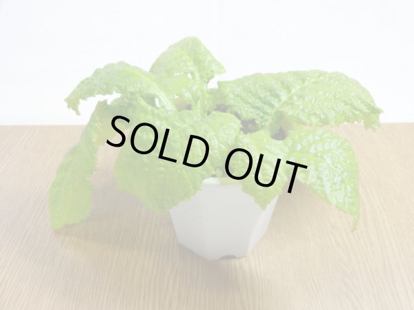 画像2: 絞り咲イワタバコ 紫の上(1) (2)