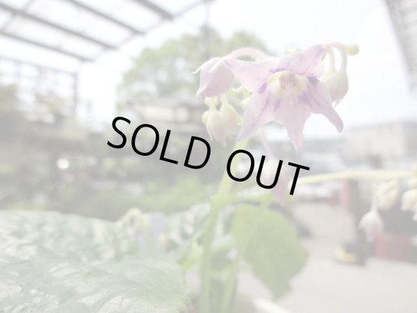 画像4: 絞り咲イワタバコ 紫の上(6) (4)