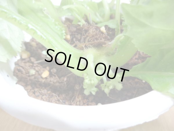 画像3: 絞り咲イワタバコ 紫の上(5) (3)