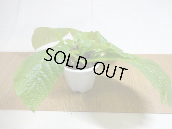 画像2: 絞り咲イワタバコ 紫の上(6) (2)