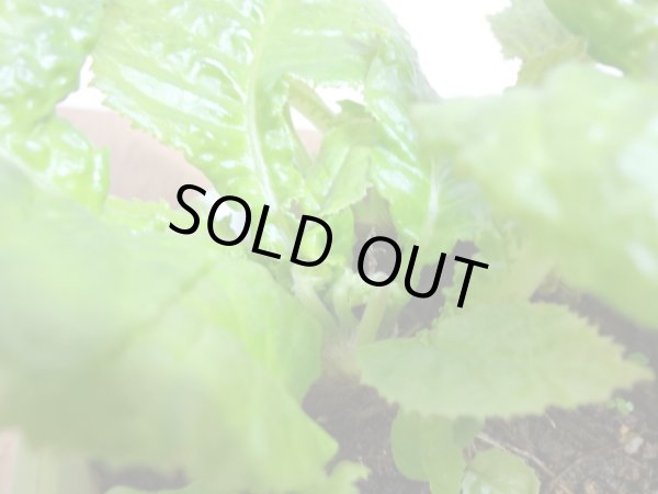 画像3: 絞り咲イワタバコ 紫の上(3) (3)