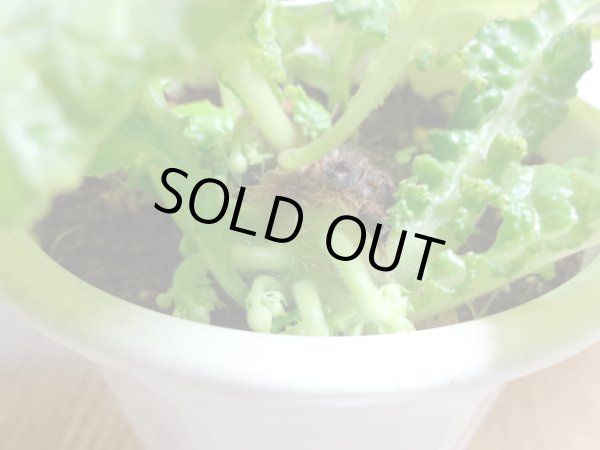 画像3: 絞り咲イワタバコ 紫の上(1) (3)