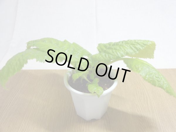 画像2: 絞り咲イワタバコ 紫の上(3) (2)