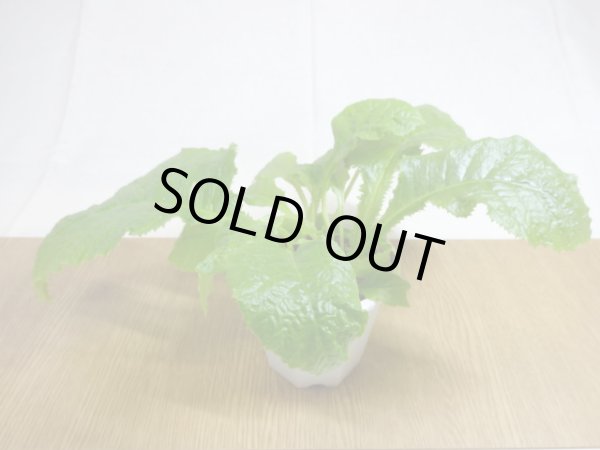 画像2: 絞り咲イワタバコ 紫の上(5) (2)