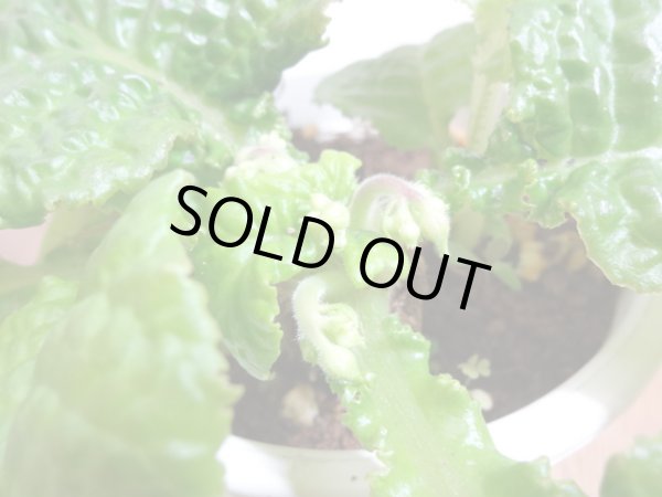 画像3: 絞り咲イワタバコ 紫の上(4) (3)