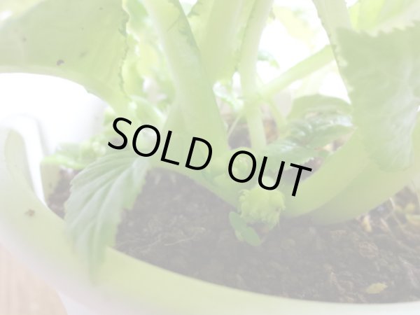 画像3: 絞り咲イワタバコ 紫の上(2) (3)