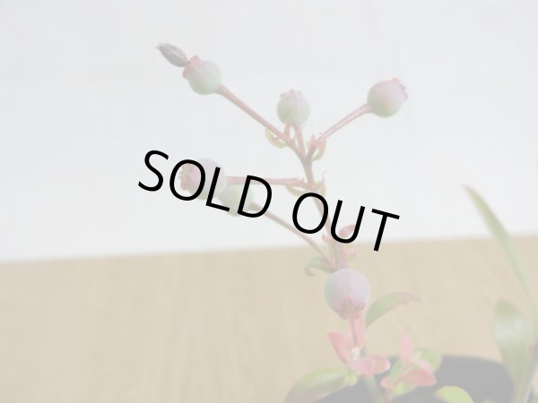 画像4: 姫ブルーベリー(4) (4)