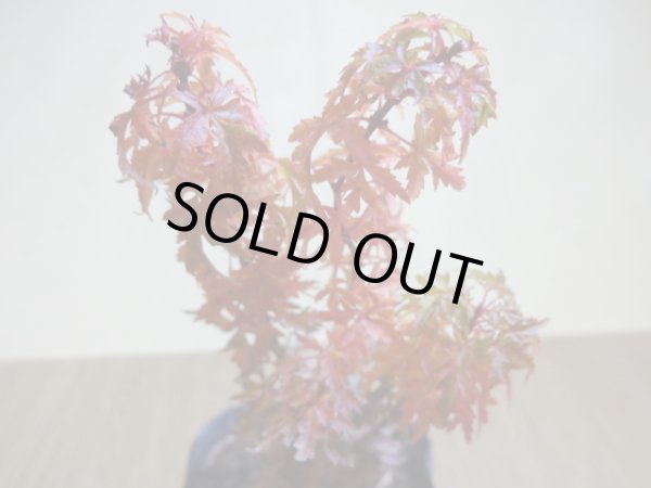 画像4: 琴姫モミジ(2) (4)