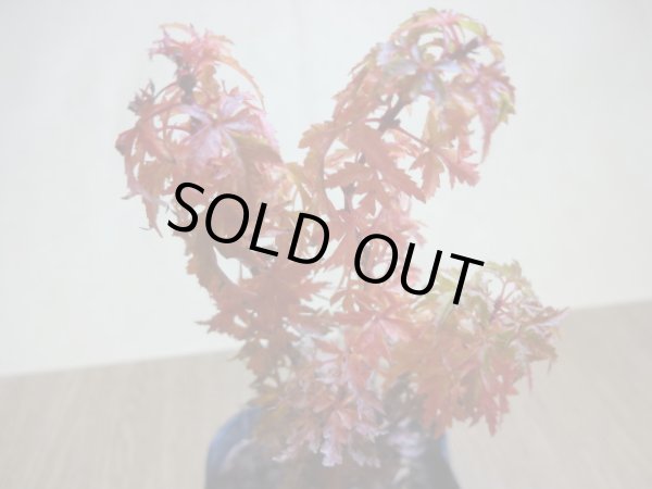 画像4: 琴姫モミジ(1) (4)