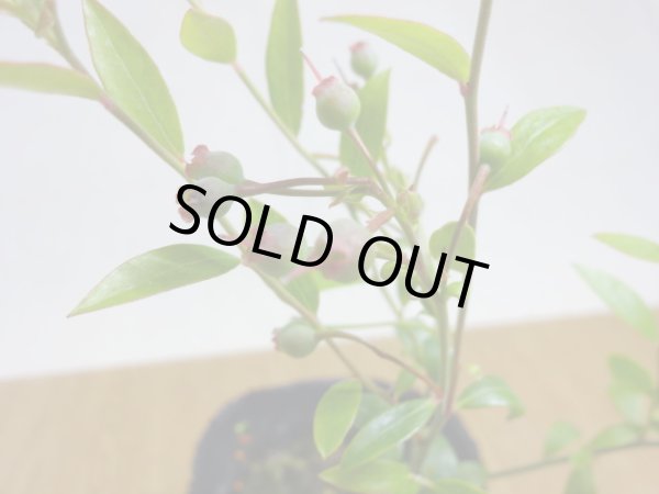 画像3: 姫ブルーベリー(6) (3)