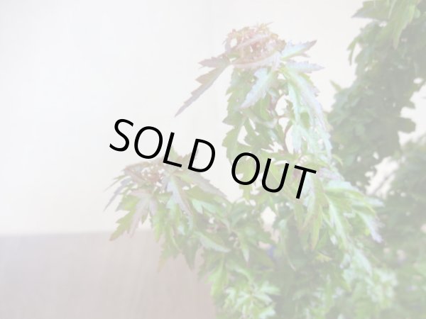 画像3: 琴姫モミジ(2) (3)