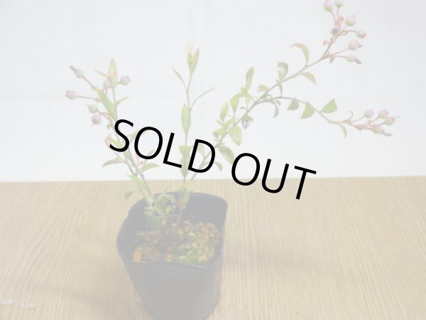 画像2: 姫ブルーベリー(4) (2)