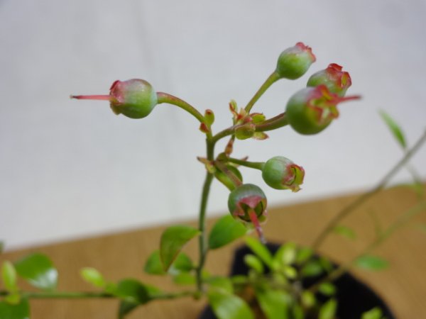 画像4: 姫ブルーベリー(3) (4)