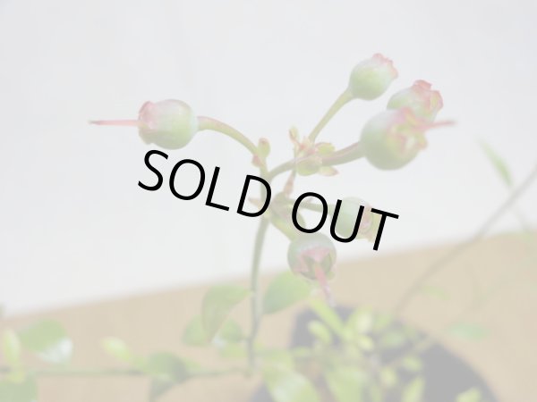 画像4: 姫ブルーベリー(3) (4)