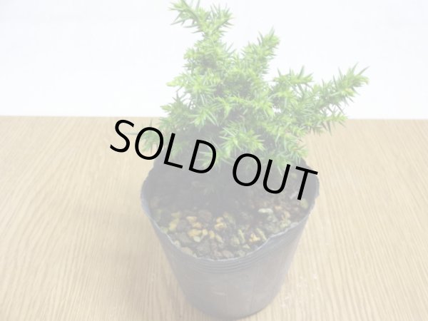 画像2: 八房杉(2) (2)