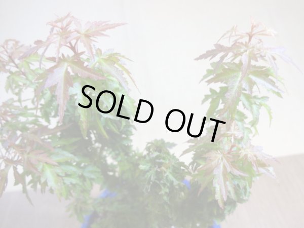 画像3: 琴姫モミジ(6) (3)