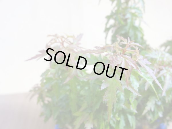 画像3: 琴姫モミジ(5) (3)