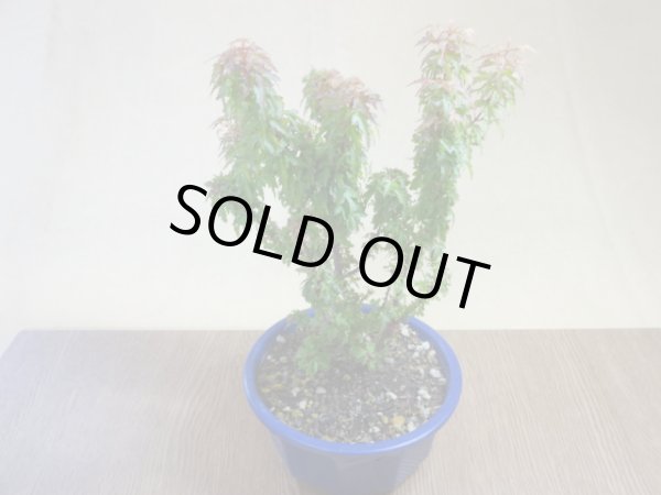 画像2: 琴姫モミジ(3) (2)