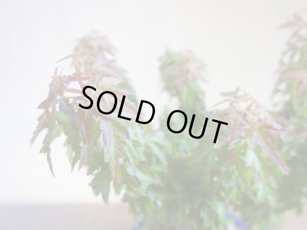 画像3: 琴姫モミジ(3) (3)