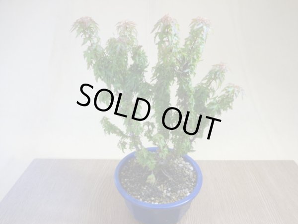 画像2: 琴姫モミジ(2) (2)