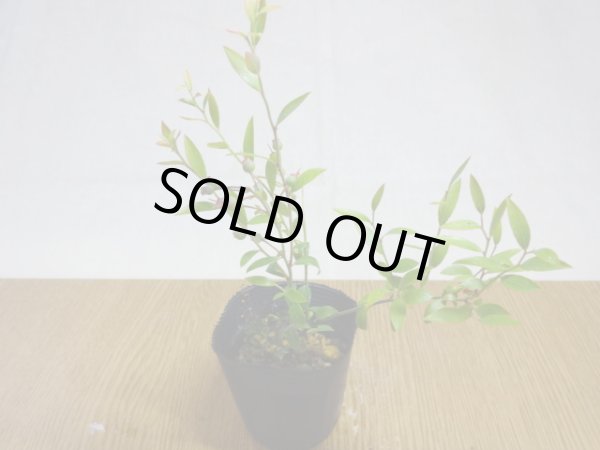 画像2: 姫ブルーベリー(6) (2)